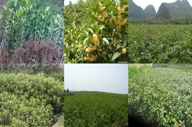 桂花树在家门口好不好呢1685493221915