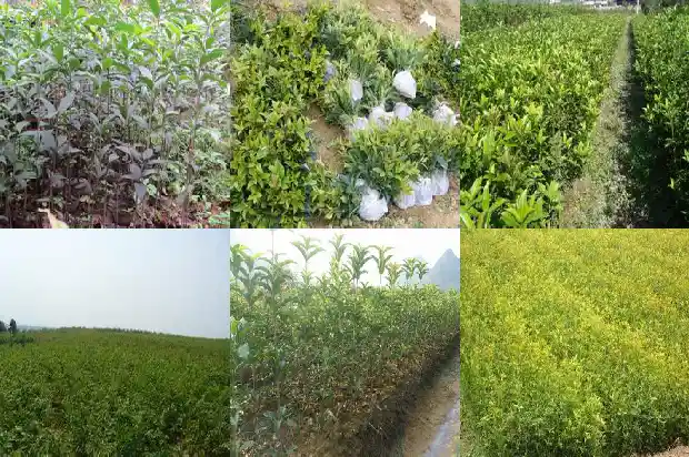 桂花树在家门口好不好呢1685493222011