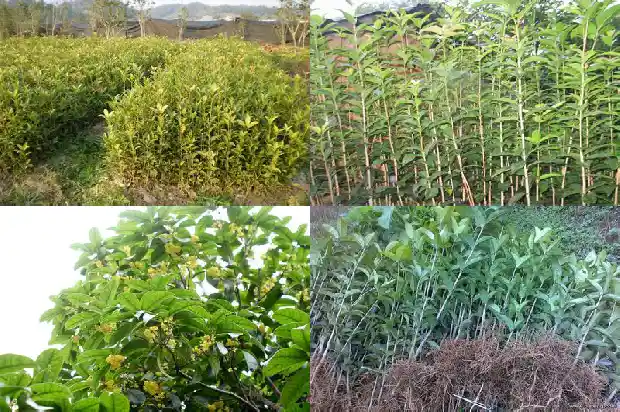 桂花树在家门口好不好呢1685493222059