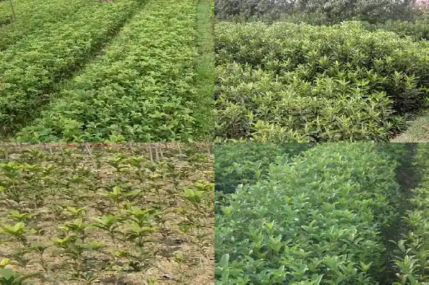 家门口有棵桂花树好不好呢1685493244670