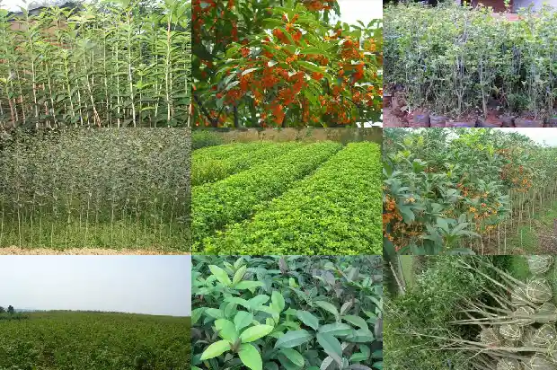 哪里的桂花树最多最出名1688694226039
