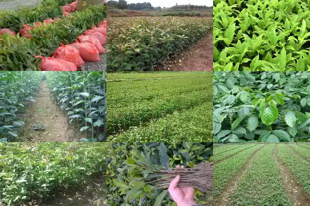 天福茗茶桂花红茶价格多少1689467327648