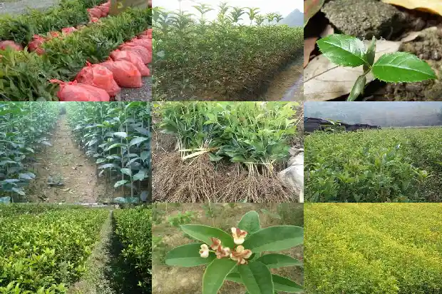 桂花树有种子吗?1685493305105