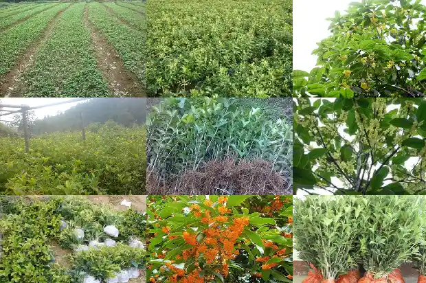 天香台阁桂花香不香了1690072590890