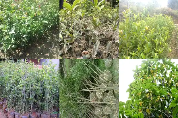 哪里买桂花树苗好1685493322927