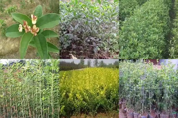 哪里买桂花树苗好1685493322975