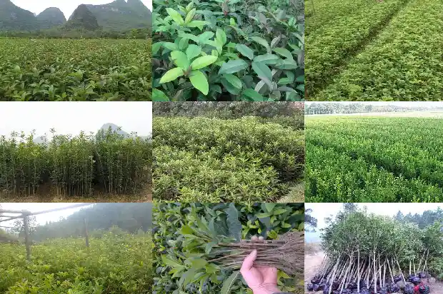 哪里买桂花树便宜又好看1685493345218