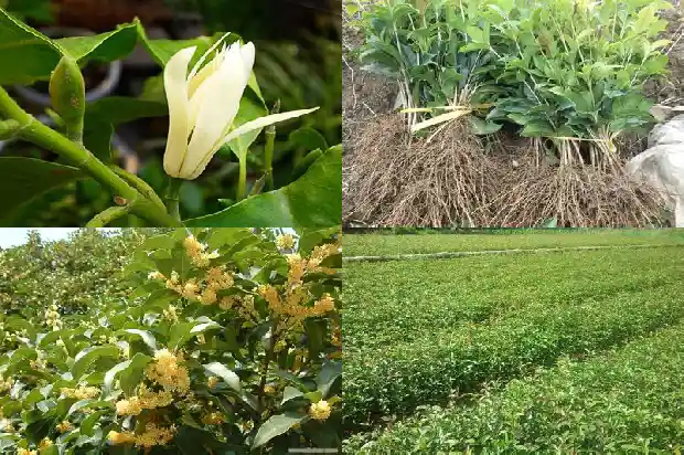 哪里买桂花树便宜又好看1685493345266