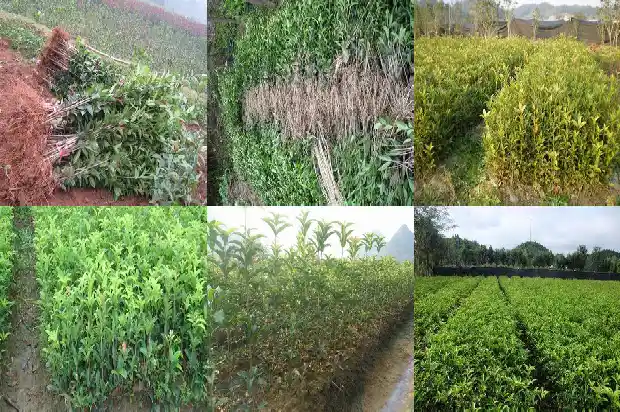 哪里能买到桂花树枝呢1685493385337