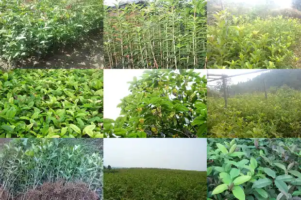 哪里可以买到桂花树种子苗1685493425744