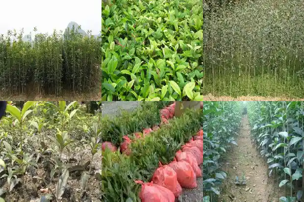 哪里可以买到桂花树枝子1685493446058
