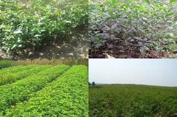 哪里可以买到桂花树枝子1685493446105