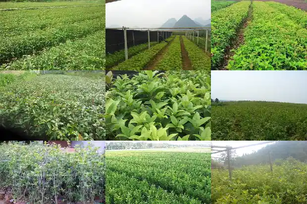 哪里可以买到桂花树枝子1685493446152