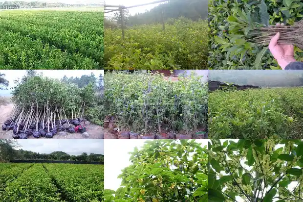 药用桂花的功效与作用及禁忌1689313232754