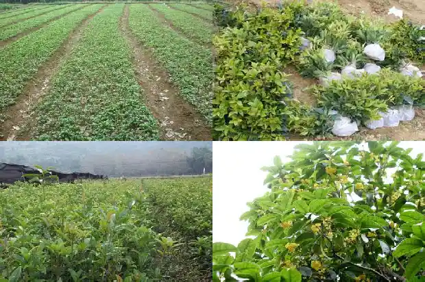 怎么买桂花树苗1685493468530