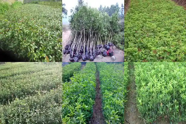 有谁要买桂花树苗种植1685493486620