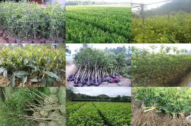 买回来的桂花树苗怎么栽培1685493507393