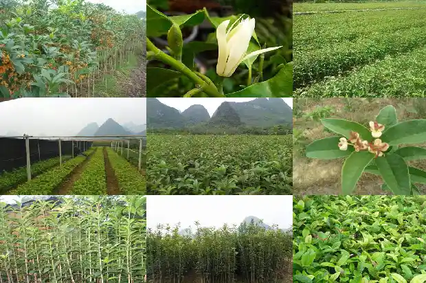 桂花树的种子有什么用途呢1685493549810