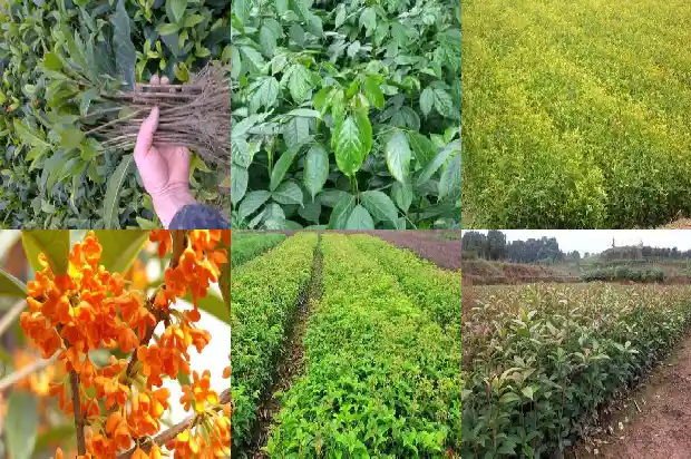 桂花树的种子有什么用途呢1685493549906