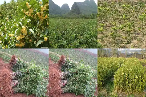 我想买桂花树盆栽怎么买1685493608360
