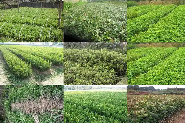 桂花树二十年能长多粗1690763841884