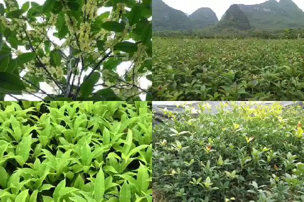 我想买桂花树盆栽在哪里买1685493630895