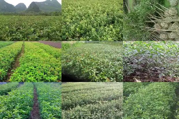 我想买桂花树种子在哪里买1685493646310