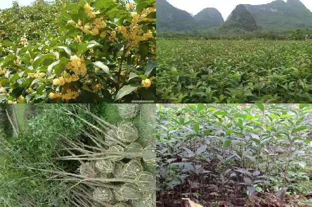 有人买桂花树吗为什么那么贵1685493730387