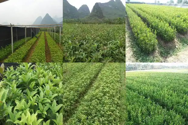 有人买桂花树吗为什么那么贵1685493730434