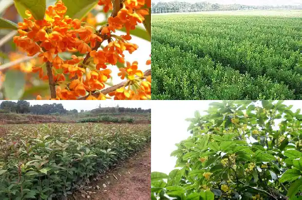 有人买桂花树吗为什么这么贵1685493753307