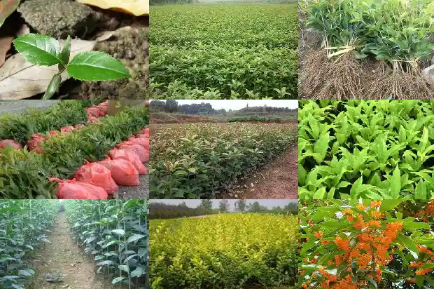 桂花树怎么挑1685493810748