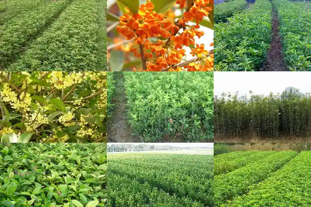 哪里的桂花树便宜又好看又好养活1685493833084
