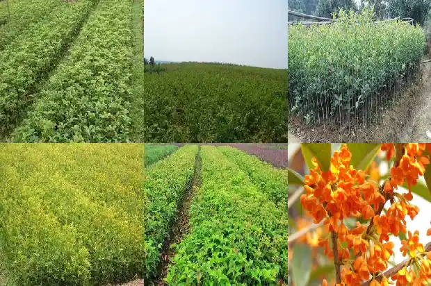 哪里的桂花树便宜又好养活一些1685493891669
