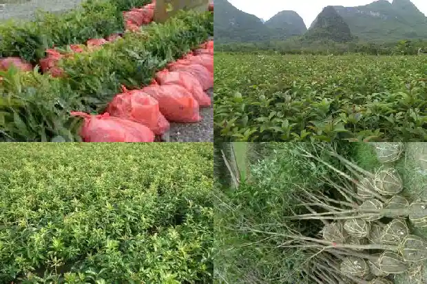 哪里的桂花树便宜又好养活一些1685493891715
