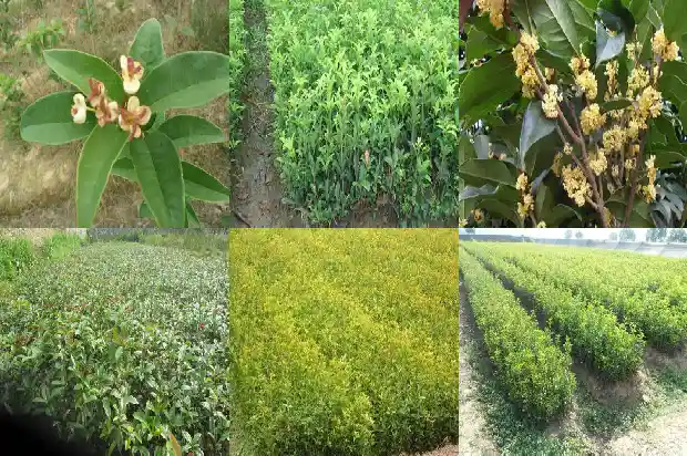 哪里的桂花树便宜又好养又好看呢1685493912267