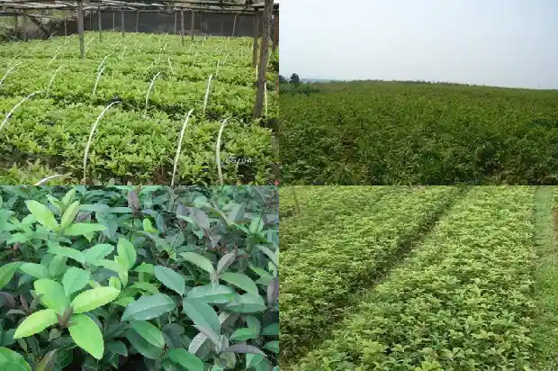 长不大的桂花树叫什么树呢1685493928197