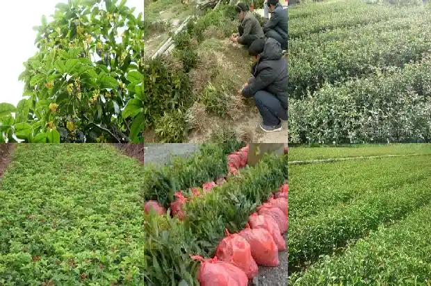 长不大的桂花树叫什么树呢1685493928245