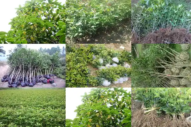 种什么桂花树比较好1685493982001