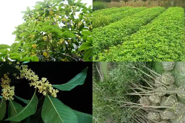 家种什么桂花树最好看1685494004057