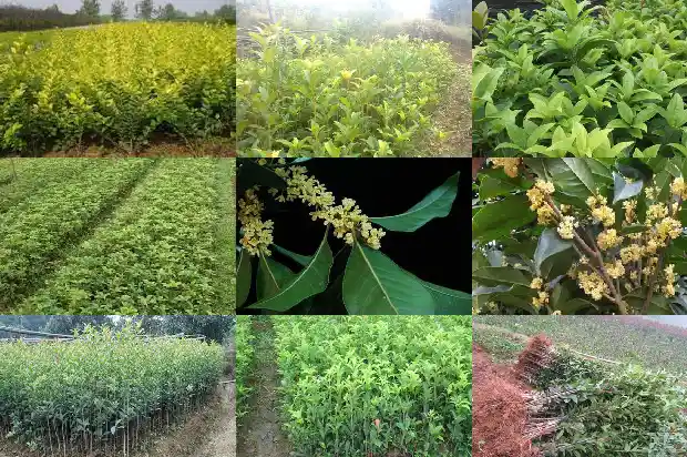 门前种什么品种的桂花好1685494111094