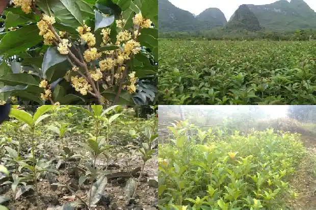 门前种什么品种的桂花好1685494111142