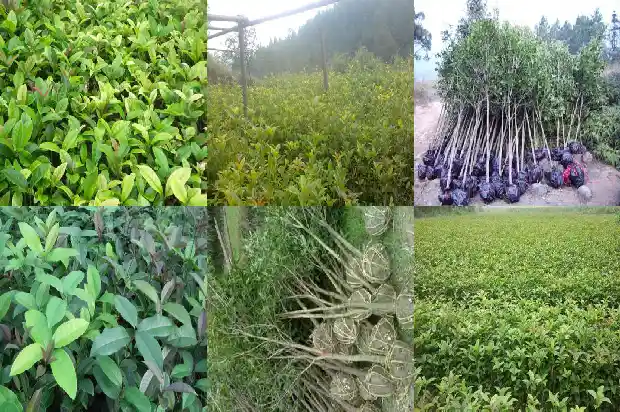 十年的桂花树有多粗啊1690763891289