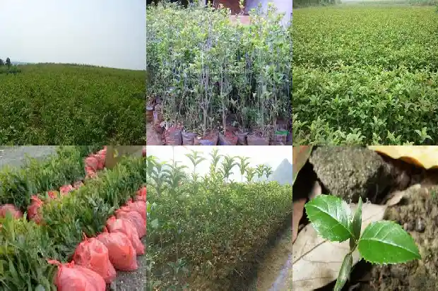 桂花树可以修剪头吗?1685494211758
