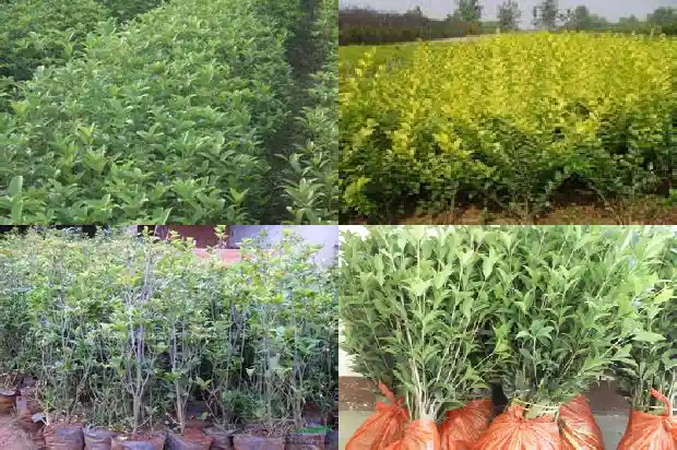 桂花树可以修剪头吗?1685494211806