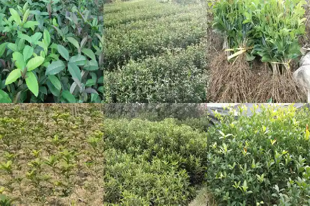 桂花树能剪头吗1685494236154
