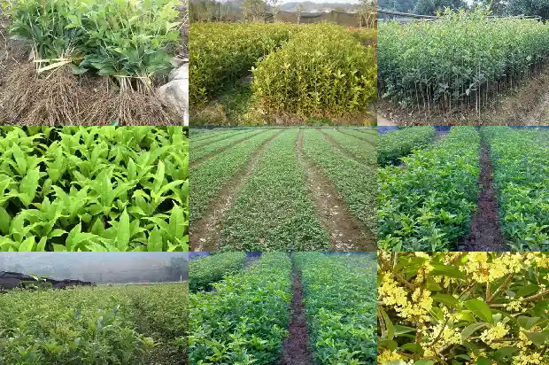 桂花树苗能截头吗1685494255657