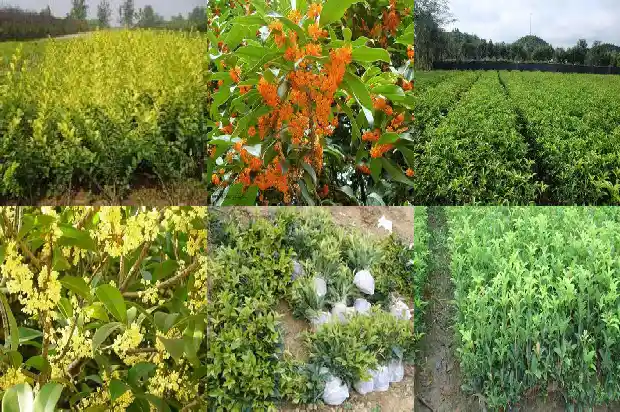 桂花树苗能截头吗1685494255704