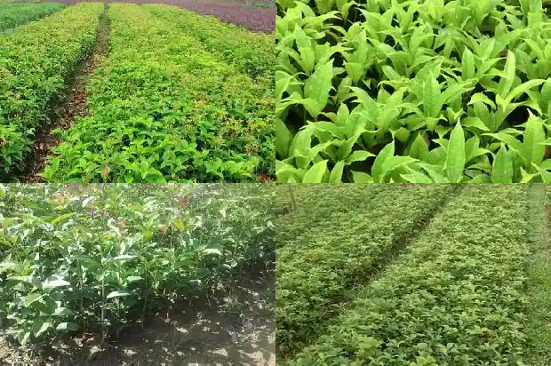 桂花树苗能截头吗1685494255800