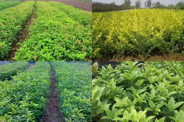 桂花树干可以种吗1685494314252