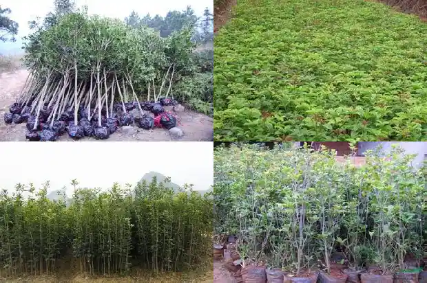 桂花树干可以种吗1685494314345